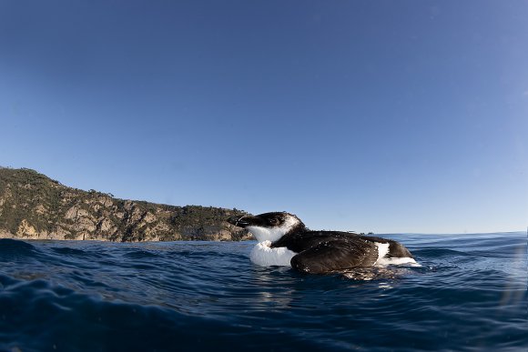 Gazza marina - Razorbill