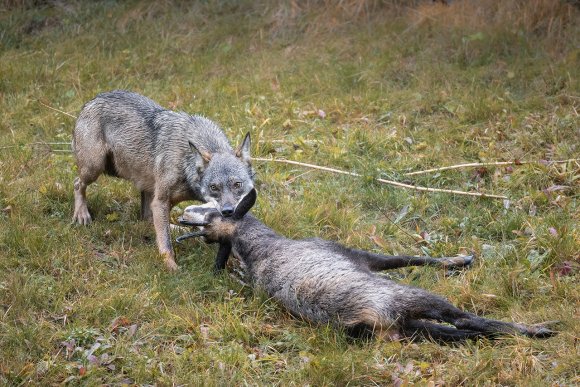 Lupo italico - Italian wolf