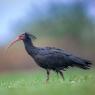 Ibis eremita - Bald ibis