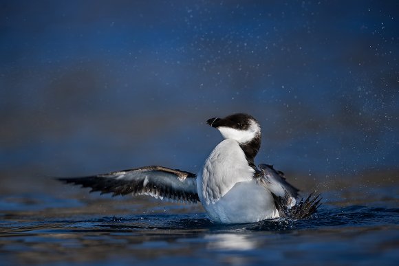 Gazza marina - Razorbill