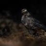 Poiana - Common buzzard