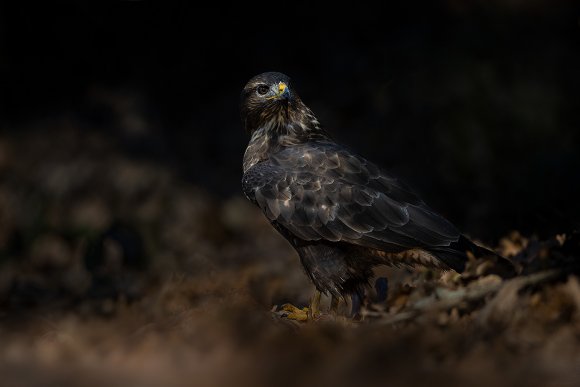 Poiana - Common buzzard