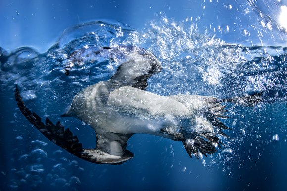 Gazza marina - Razorbill