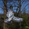 Cuculo - Common cuckoo