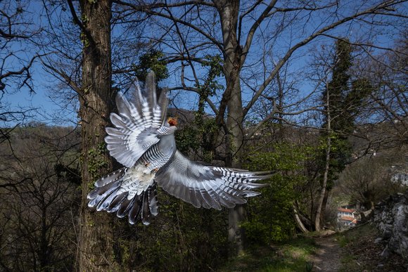 Cuculo - Common cuckoo