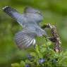 Cuculo - Common cuckoo