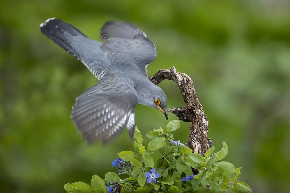 Cuculo - Common cuckoo