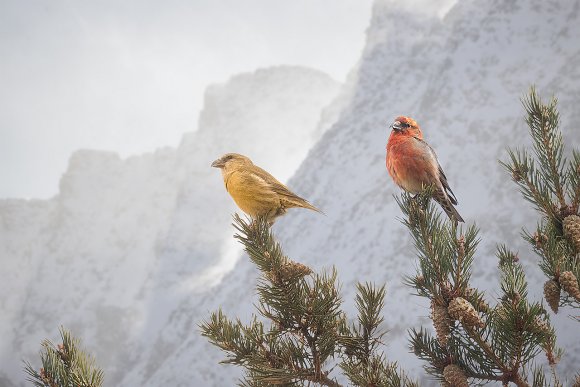 Crocieri - Crossbill