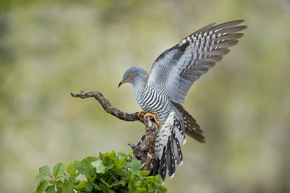 Cuculo - Common cuckoo