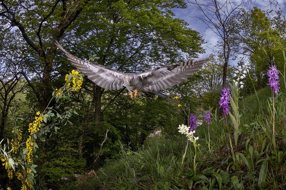 Cuculo - Common cuckoo