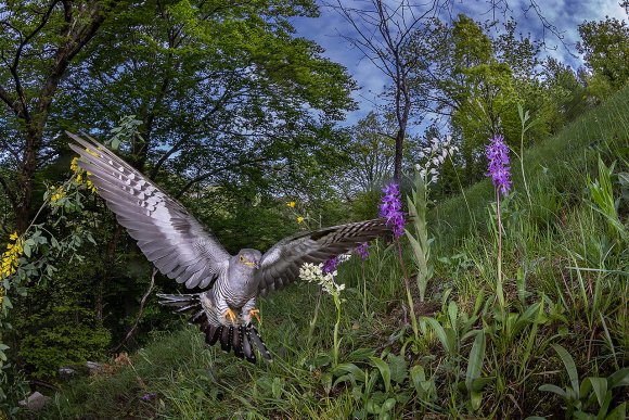 Cuculo - Common cuckoo