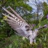 Cuculo - Common cuckoo