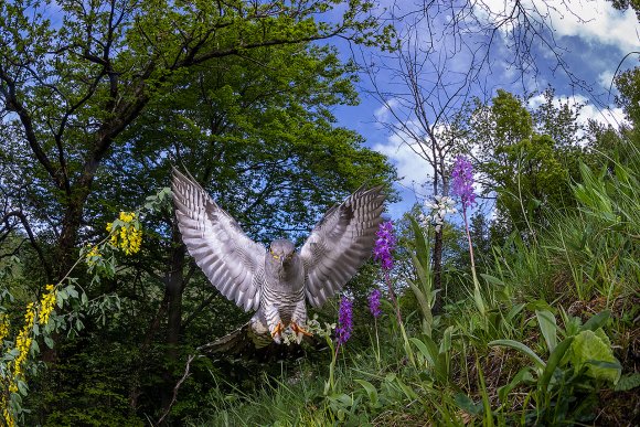 Cuculo - Common cuckoo