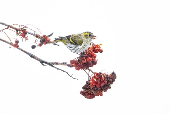 Lucherino - Eurasian Siskin