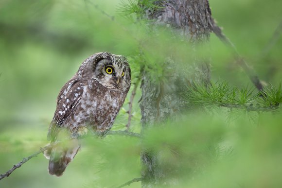 Civetta capogrosso - Boreal owl