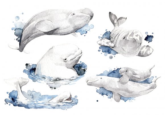 Beluga - Beluga Whale by Giulia Moglia