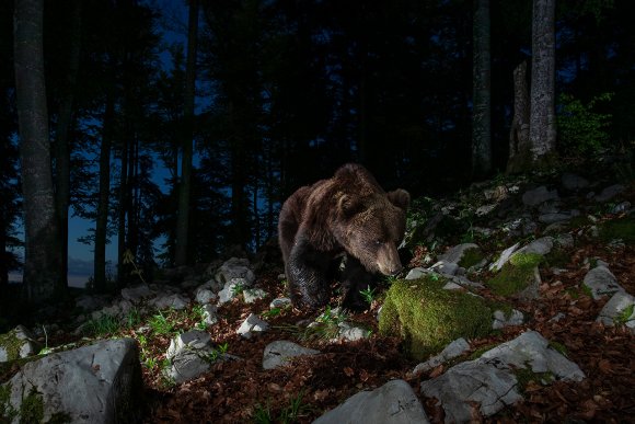 Orso bruno - Brown bear