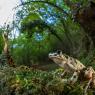 Pelodite punteggiato - Parsley frog 