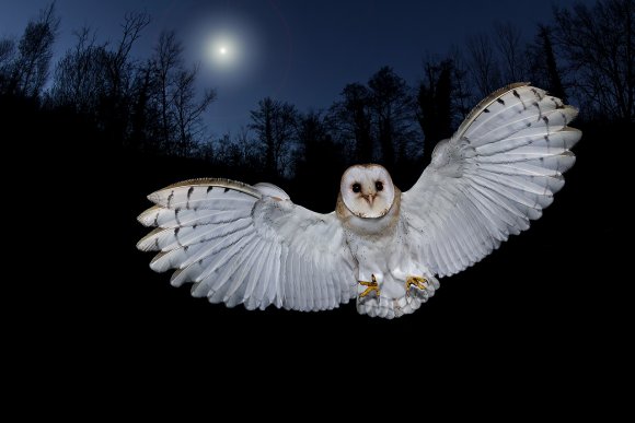 Barbagianni - Barn owl