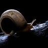 Chiocciola - Snail