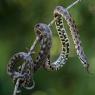 Colubro di Riccioli - Southern Smoot Snake (Coronella Girondica)