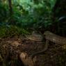 Colubro liscio - Smoot snake (Coronella austriaca)