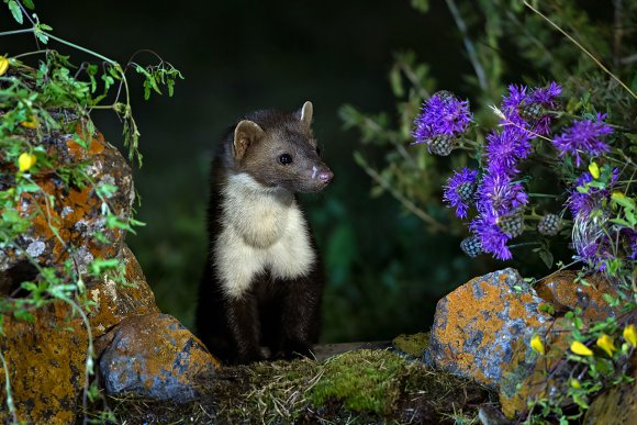 Faina - Stone marten (Martes foina)