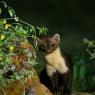 Faina - Stone marten (Martes foina)