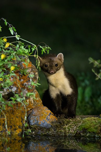 Faina - Stone marten (Martes foina)