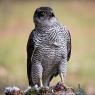 Astore - Northern goshawk (Accipiter gentilis)