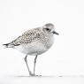 Pivieressa - Grey plover (Pluvialis squatarola)