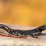 Salamandrina di Savi - Northern spectacled salamander (Salamandrina perspicillata)