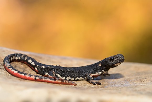 Salamandrina di Savi - Northern spectacled salamander (Salamandrina perspicillata)