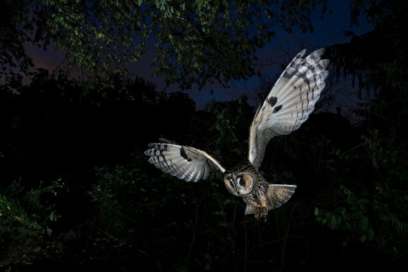 Gufo comune - Long Eared owl