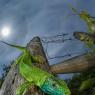 Ramarro - Green lizard