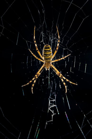 Ragno vespa - Wasp spider (Argiope bruennichi)