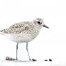 Pivieressa - Grey plover (Pluvialis squatarola)