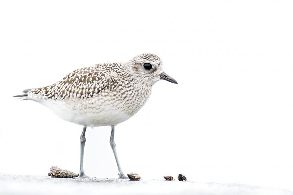 Pivieressa - Grey plover (Pluvialis squatarola)