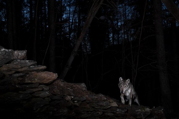 Lupo italico - Italian wolf