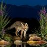 Volpe rossa - Red fox (vulpes vulpes)