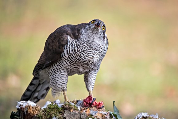 Astore - Northern goshawk (Accipiter gentilis)