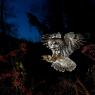 Allocco - Tawny owl