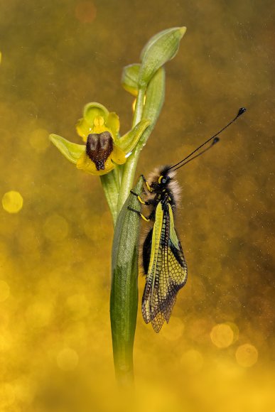 Ophrys lutea