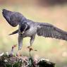 Astore - Northern goshawk (Accipiter gentilis)