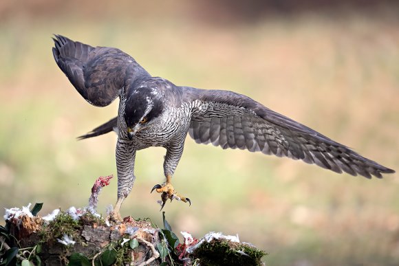 Astore - Northern goshawk (Accipiter gentilis)