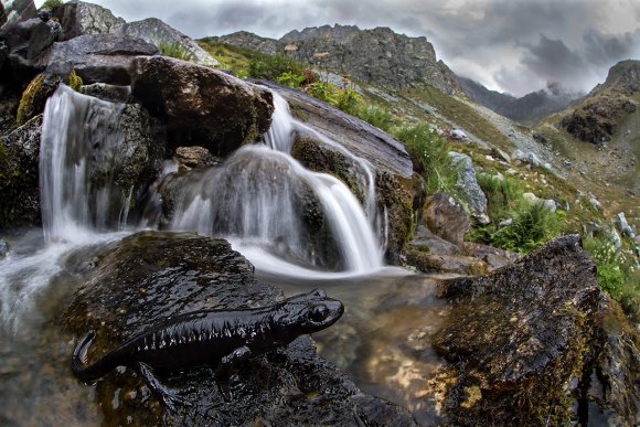 Salamandra di Lanza - Lanzai salamander