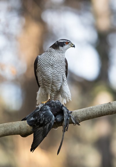 Astore - Northern goshawk (Accipiter gentilis)