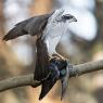 Astore - Northern goshawk (Accipiter gentilis)