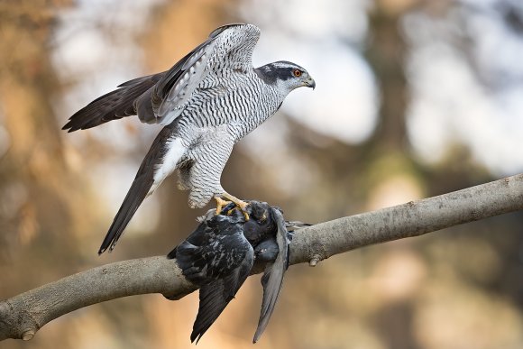 Astore - Northern goshawk (Accipiter gentilis)