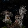 Allocco - Tawny owl (Strix aluco)